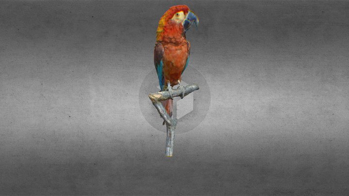 Cuban Macaw Nhmw-zoo1-vs 50 796 3D Model