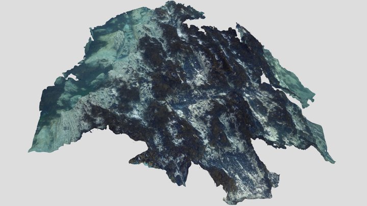 The rock, the sea urchin and the algae 3D Model