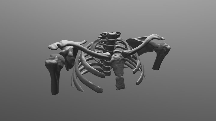 Shoulders – Free 3D Model STL