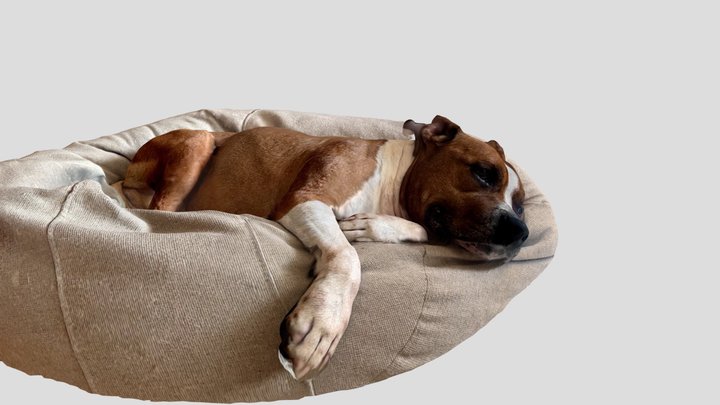 dog sleeping in bed 3D Model
