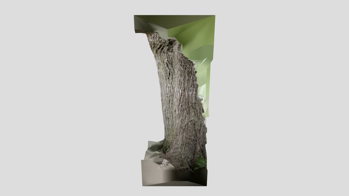 Tree photo scan 3D Model