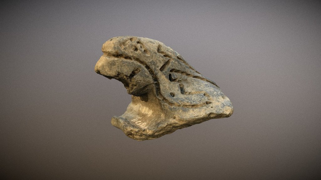Aguilucho Oscuro Reducido