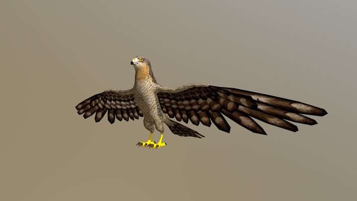 Hawk 3D Model