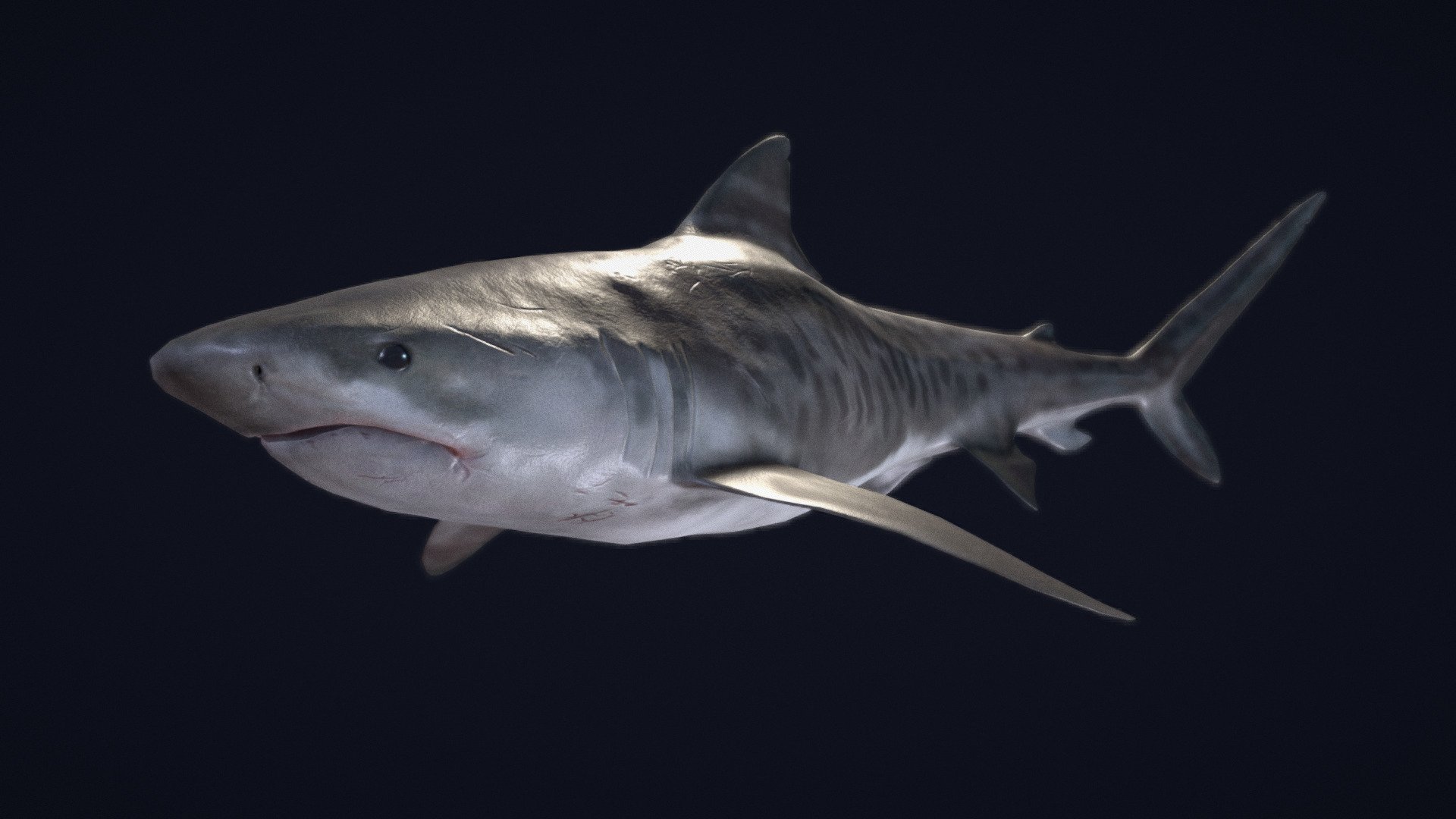 3D model Great White Shark - Game Ready VR / AR / low-poly rigged animated