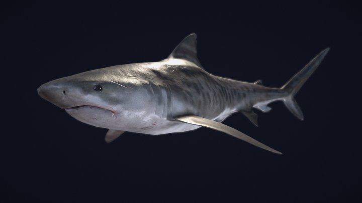 Tiger Shark |Game-Ready| 3D Model
