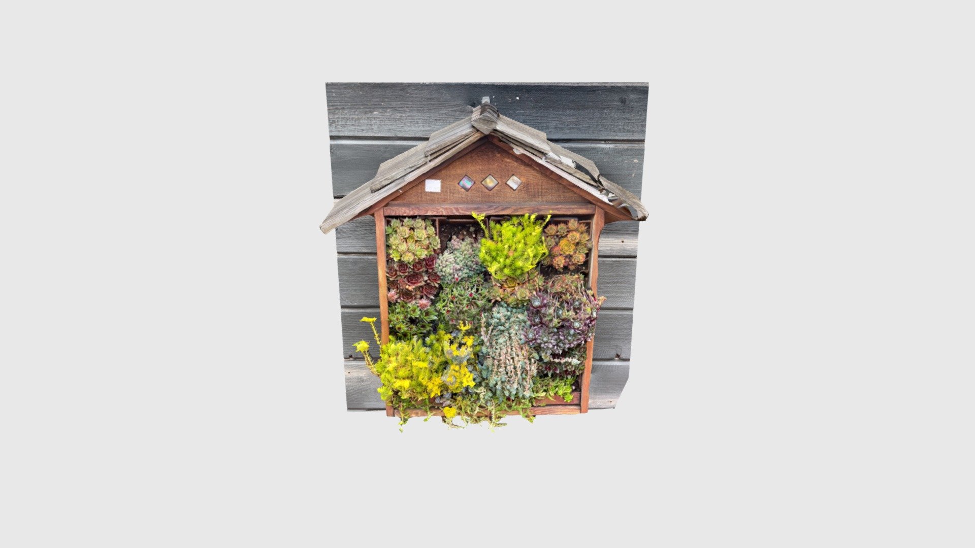 Succulents