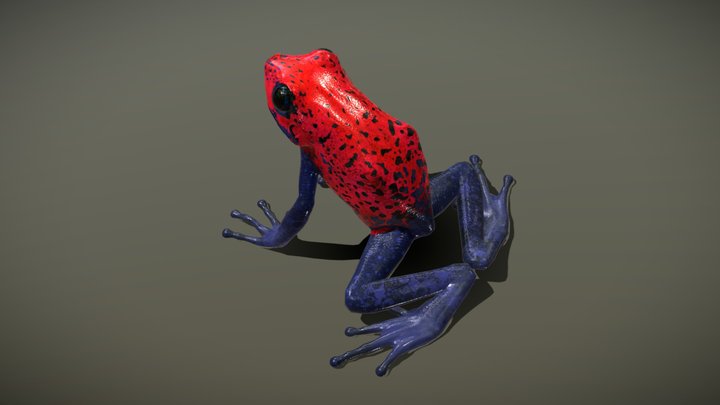 Strawberry Poison Dart Frog 3D Model