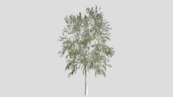 Tree 3D Model