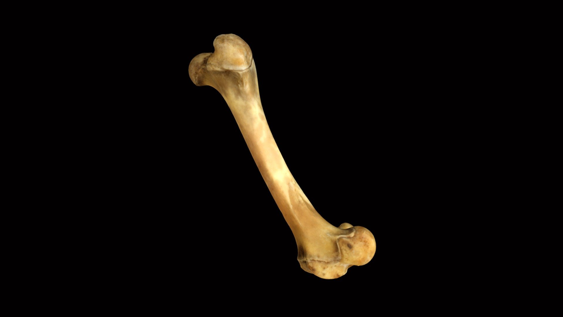 Pig - Femur - 3D model by University of Reading - Archaeology ...