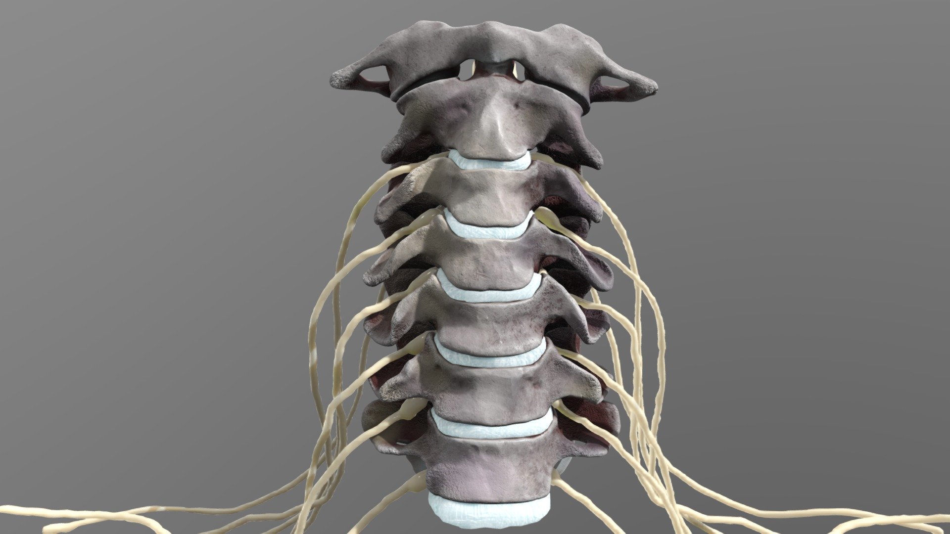 cervical spine central nervous system Anatomy - Buy Royalty Free 3D ...