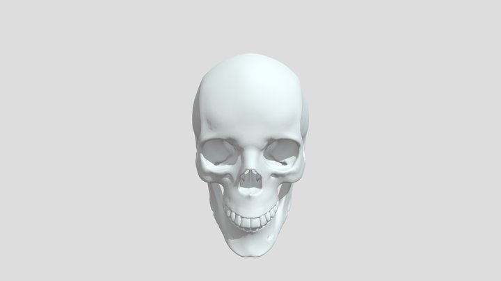 skull 3D Model