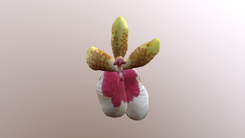 Orchid Collage 10