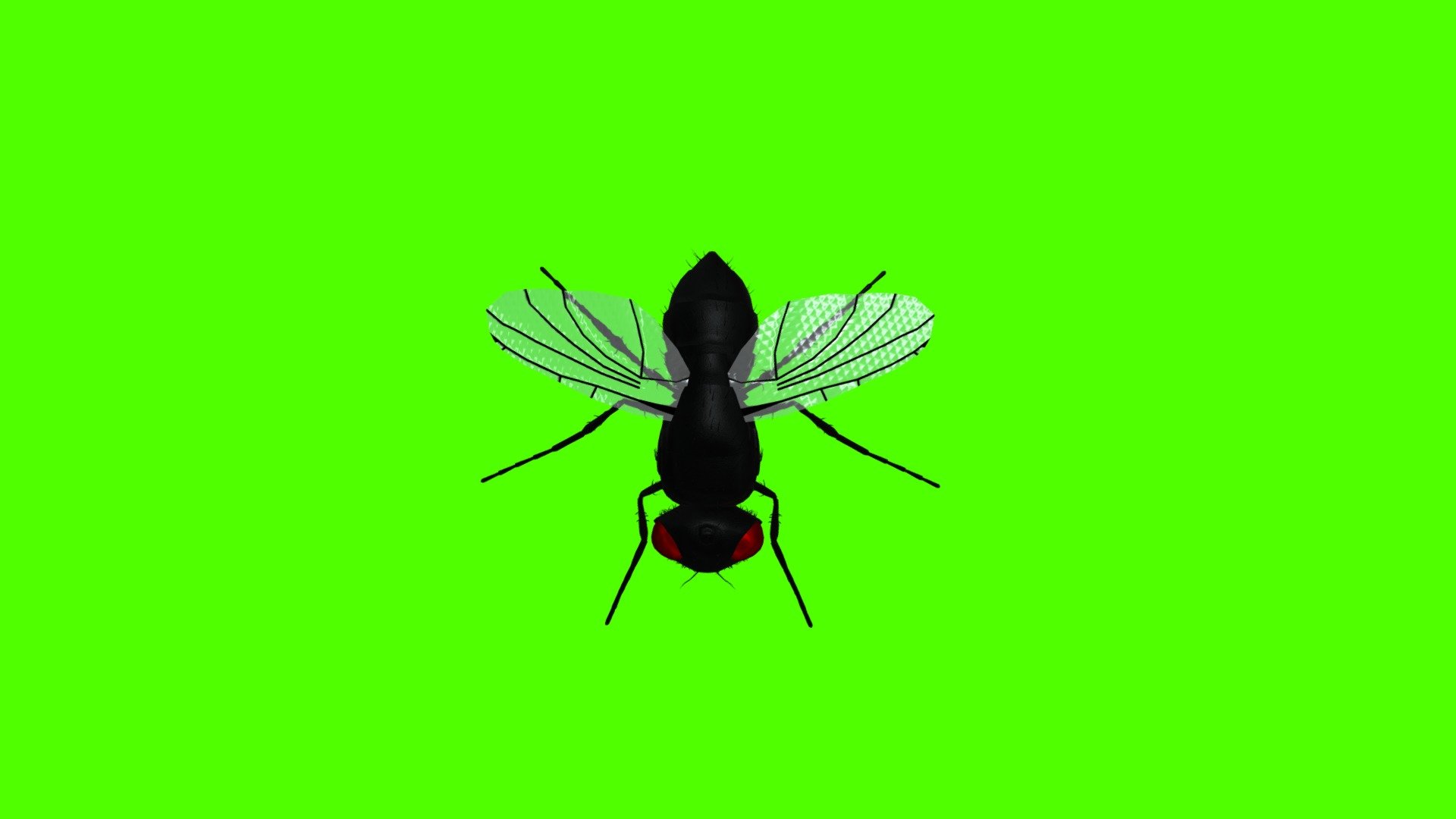 Fly 2