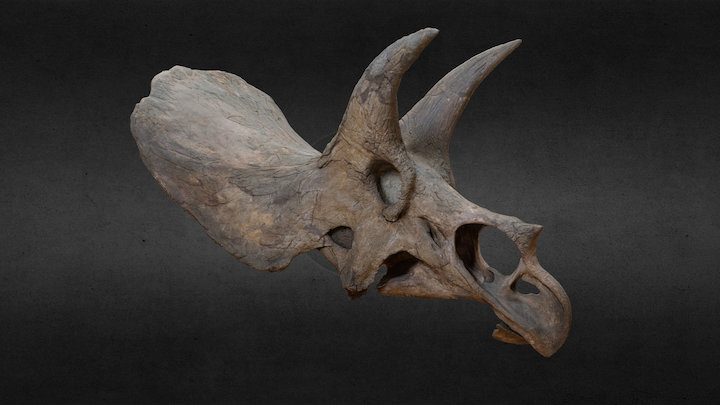 Triceratops horridus (600k polys) 3D Model