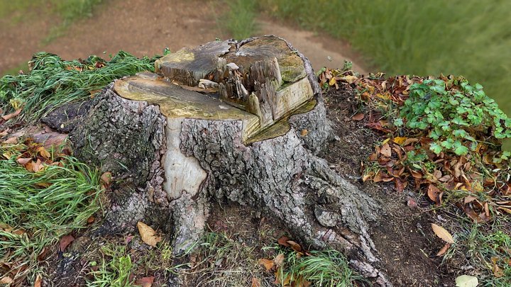 free tree trunk scan with 8K PBR – Modèle 3D gratuit STL