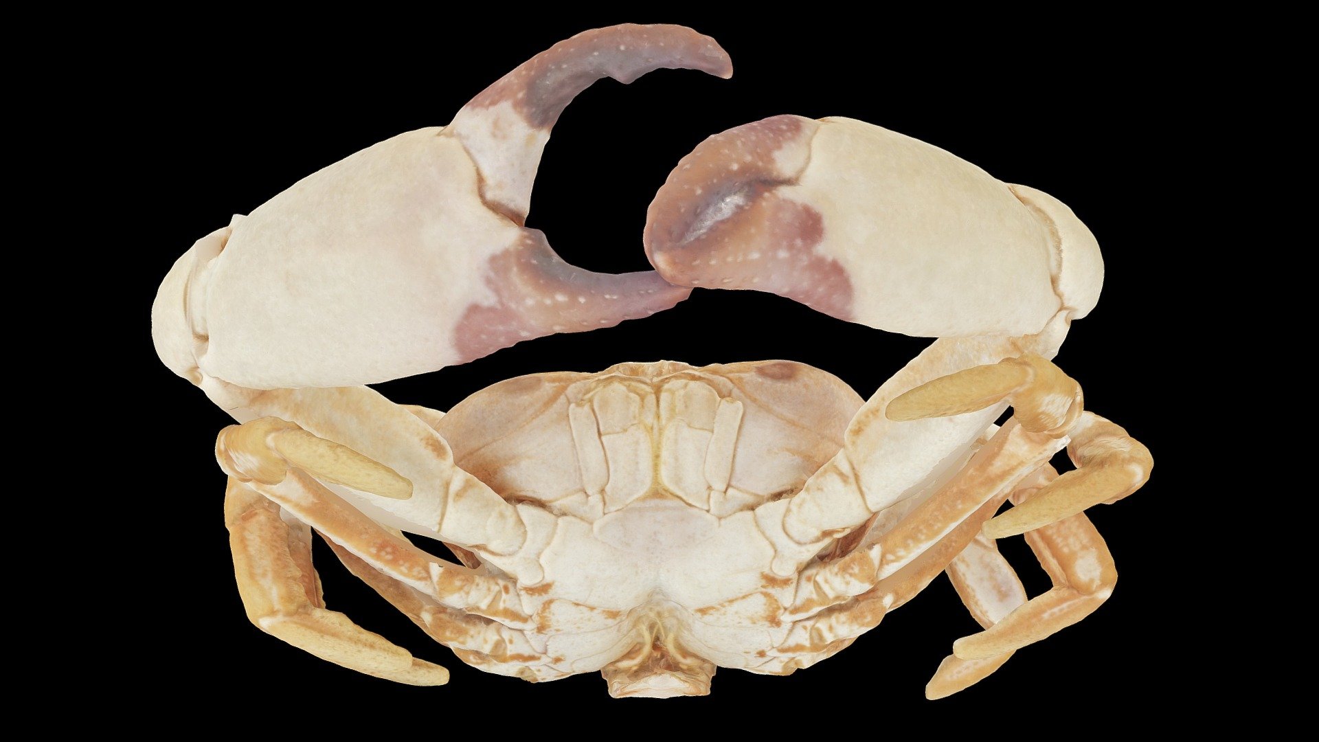 Segozancia sp. male crab (TYPE)