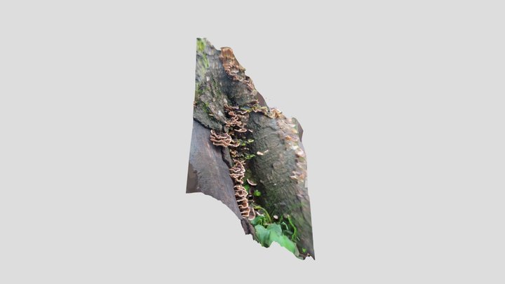 Silver leaf fungus – Modello 3D gratuito STL