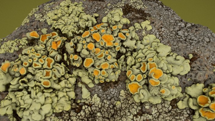 Lichen on Rock - Macro Photogrammetry 3D Model