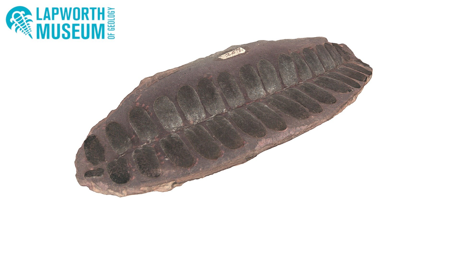 Carboniferous seed fern Paripteris