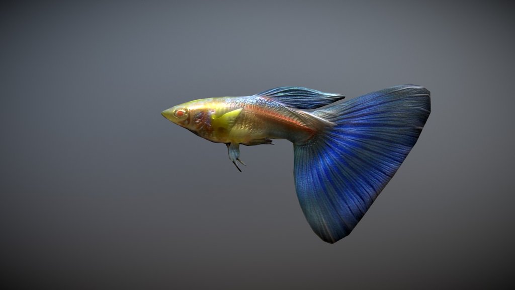 Guppie Animated
