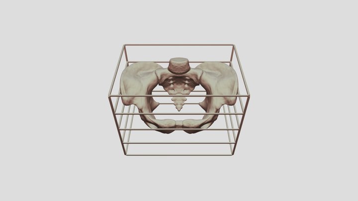 - Pelvis_2 3D Model