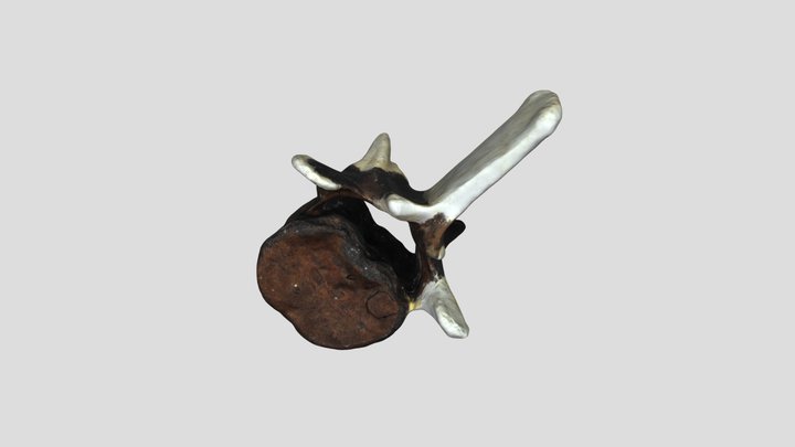 FOSSIL 02 F035359 248K 3D Model