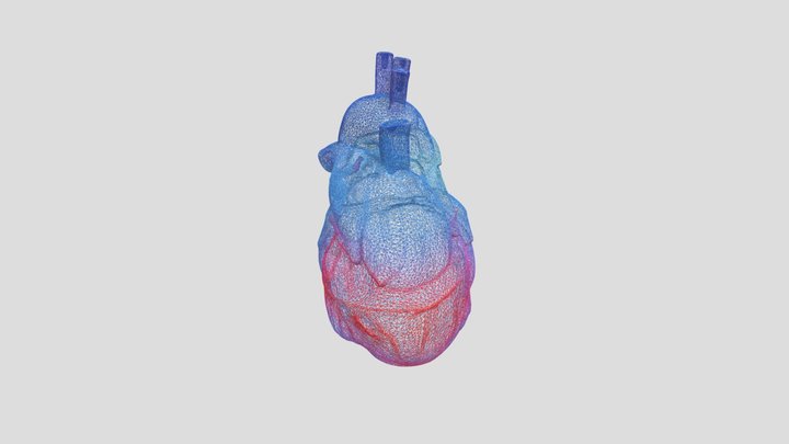 Heart of for Biology  Aspiring Scientists 3D Model