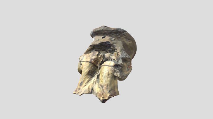 Fossil Skull
