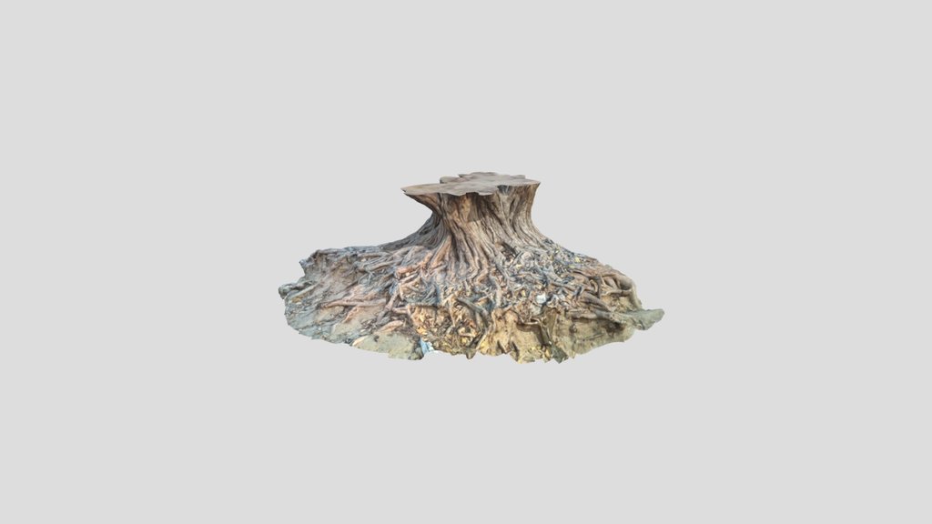 Tree Roots Exposed