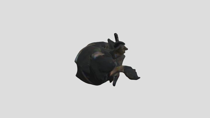 cicada2 3D Model