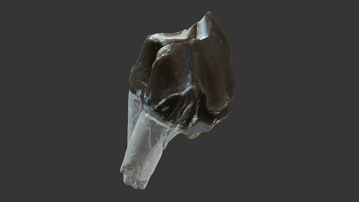 Mammalian: Trigonias 3D Model