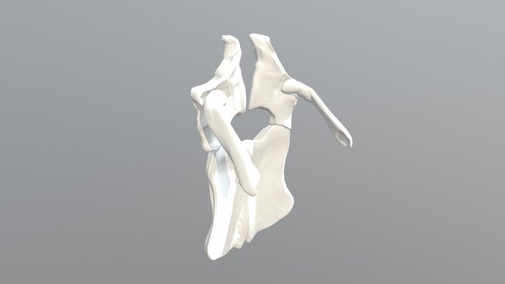 Ippocampo Bacino 3D Model