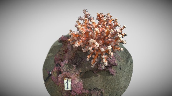 Dendrophyllia ramea 3D Model