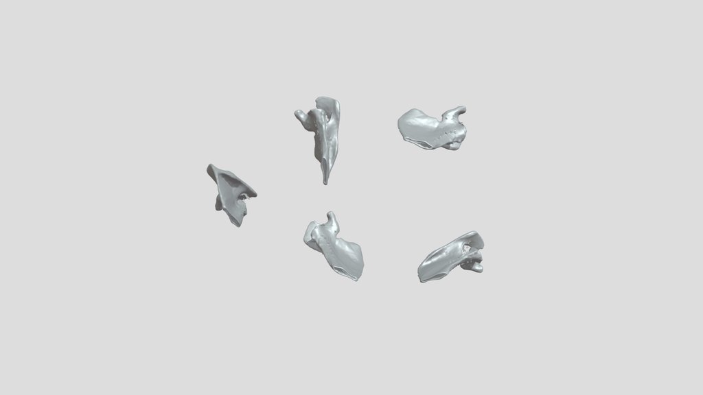 Exercice Scapula 4