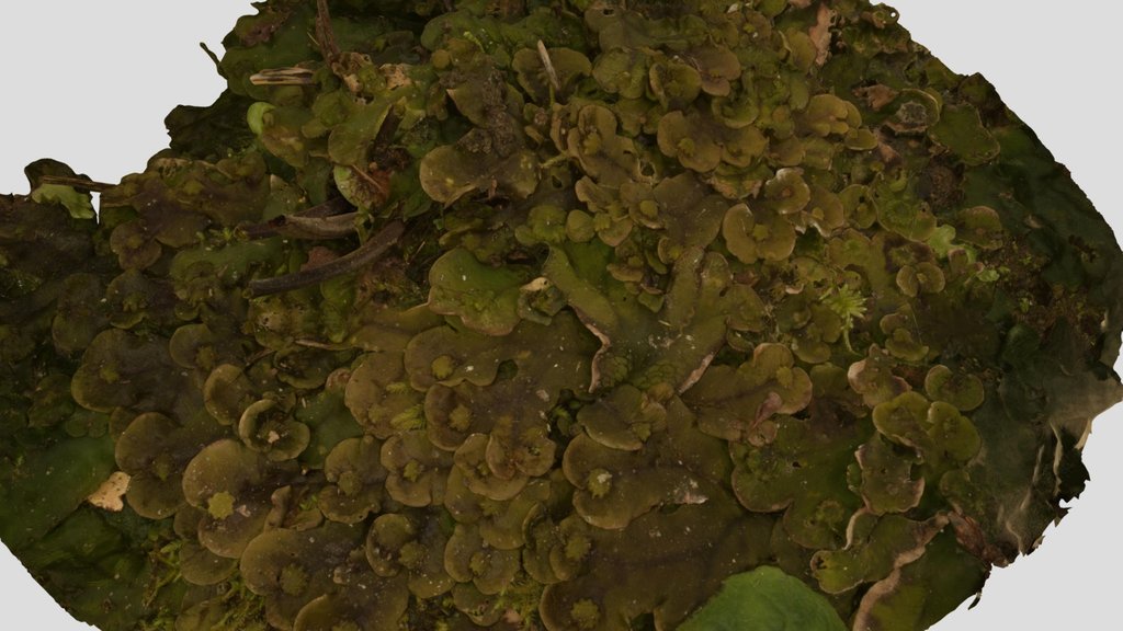 CC0 ケゼニゴケ Dumortier's Liverwort
