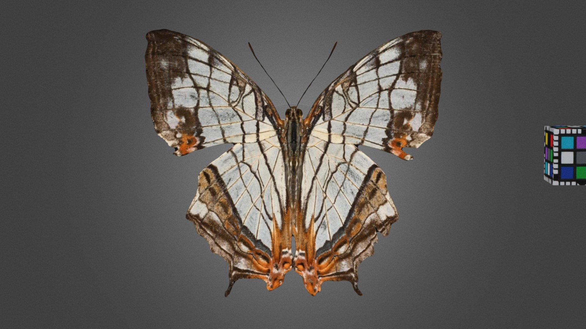 CC0 イシガケチョウ 🦋 Oriental Map Butterfly - Download Free 3D