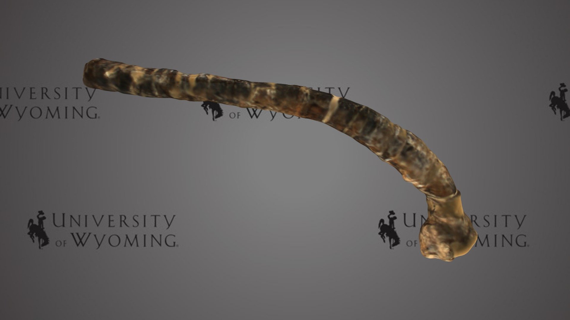UW 24215 A - Tatenectes laramiensis, Rib