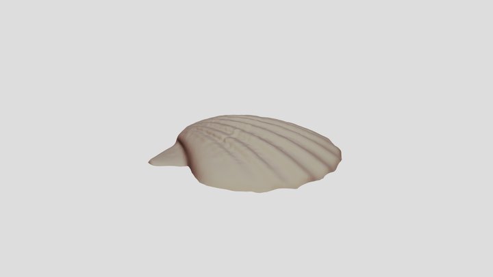 Seashell 3D Model