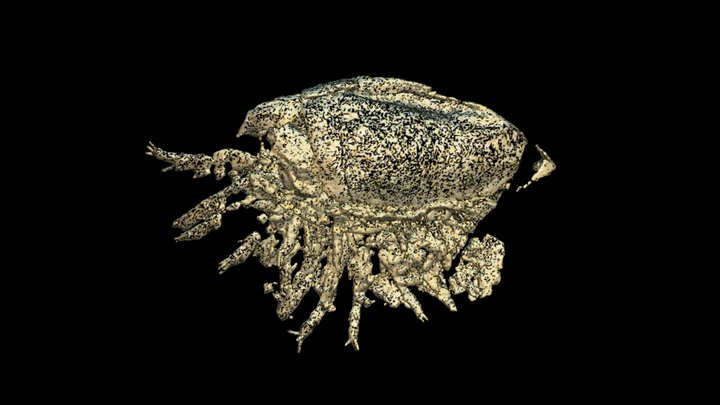 The bradoriid Indiana from Chengjiang 3D Model