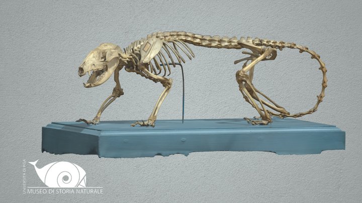 Large American Opossum 3D Model