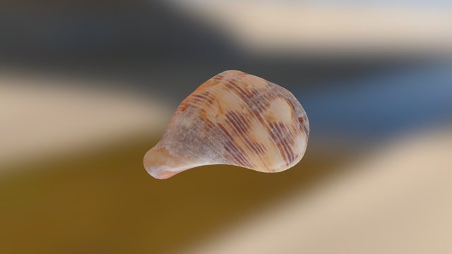 Seashell 3D Model