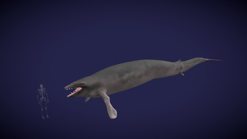 Basilosaurus cetoides Download Free 3D model by Idaho Virtualization