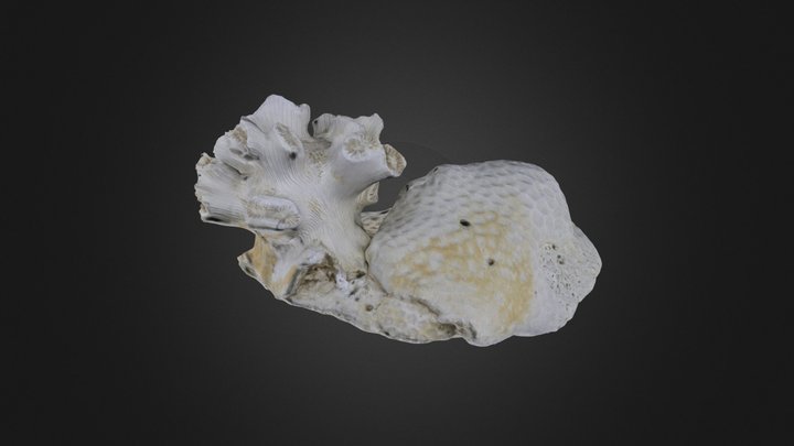 Coral: Siderastrea dalli (PRI 76789) – Gratis 3D-model STL