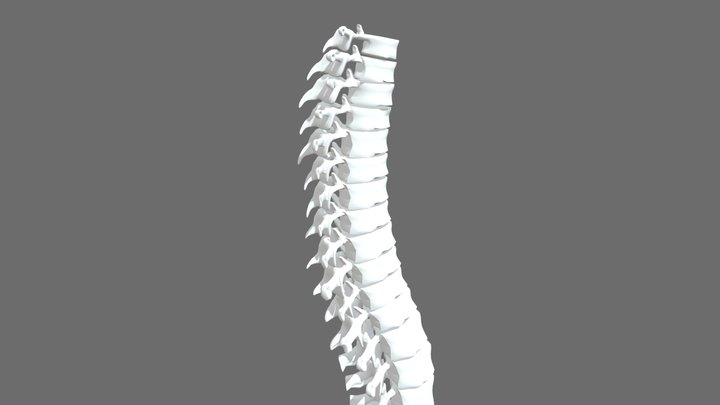 Thoracic  and Lumbar Vertebral Column 3D Model