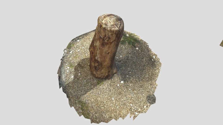 cioppo di pioppo 3D Model