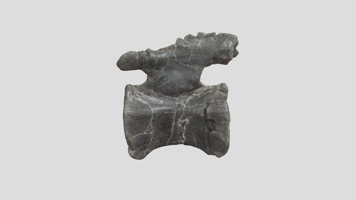 DMNH 1505 Sauropod caudal vertebra 3D Model