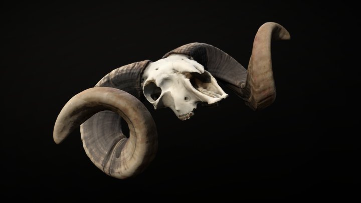 Male Sheep (Ram) Skull - Photogrammetry 3D Model