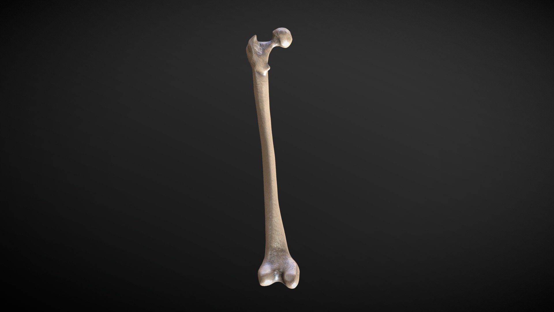 Femur Bone - Download Free 3D model by Ryu Ookami (@Ryu_Ookami ...