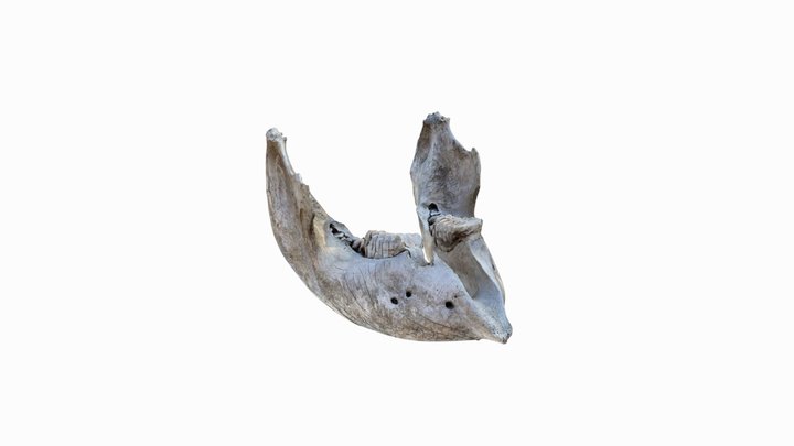 African Elephant Jaw Bone - with STL file
