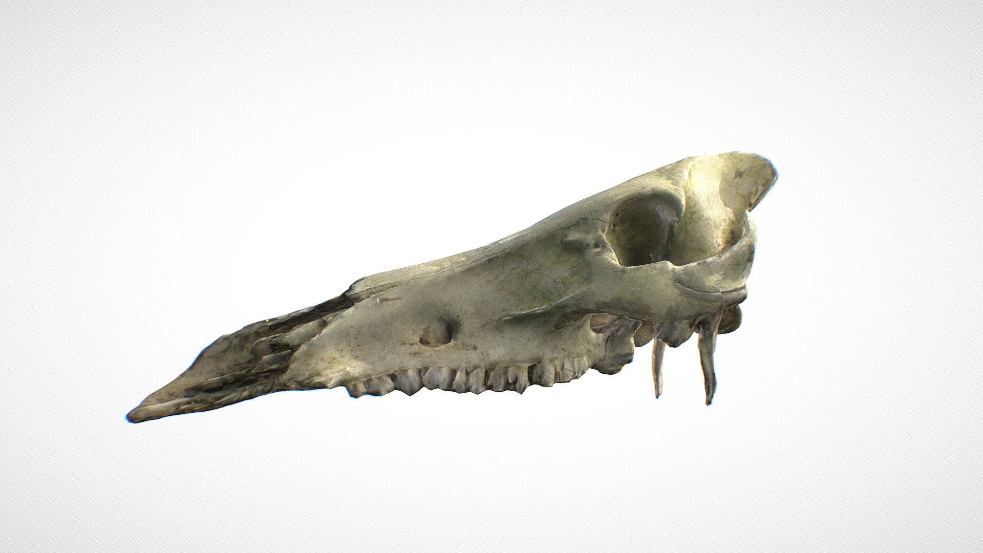 Deer skull. Free 8K PBR 3D-scan